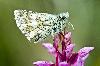 schmetterling auf knabenkraut.jpg
